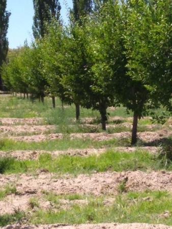 Finca 21 hectáreas en Villa Atuel