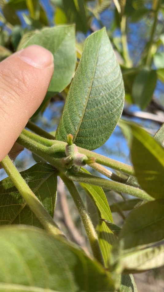 Inversion Agricola | Finca de 12 ha con Nogales Chandler en Produccion