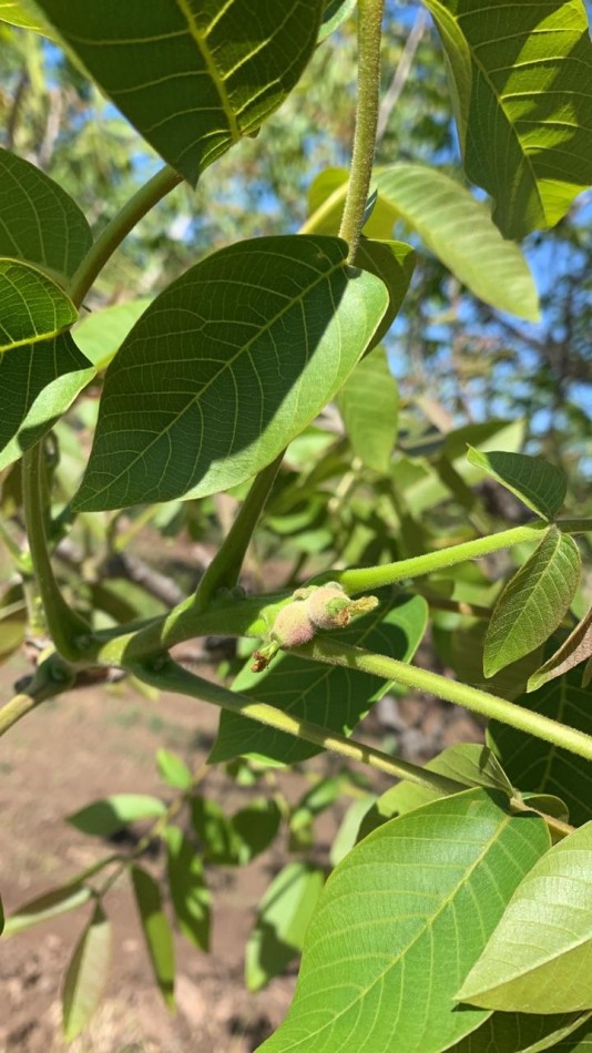 Inversion Agricola | Finca de 12 ha con Nogales Chandler en Produccion
