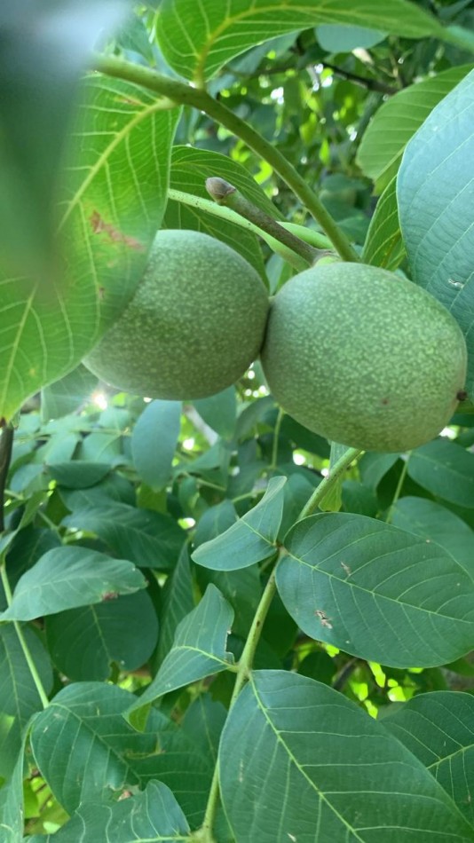 Inversion Agricola | Finca de 12 ha con Nogales Chandler en Produccion
