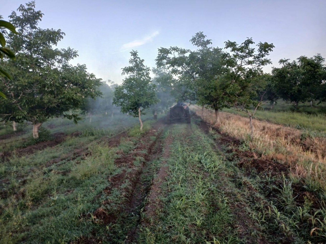 Inversion Agricola | Finca de 12 ha con Nogales Chandler en Produccion