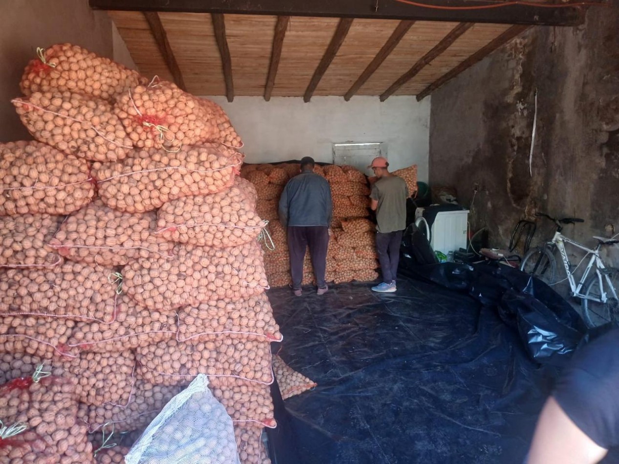 Inversion Agricola | Finca de 12 ha con Nogales Chandler en Produccion