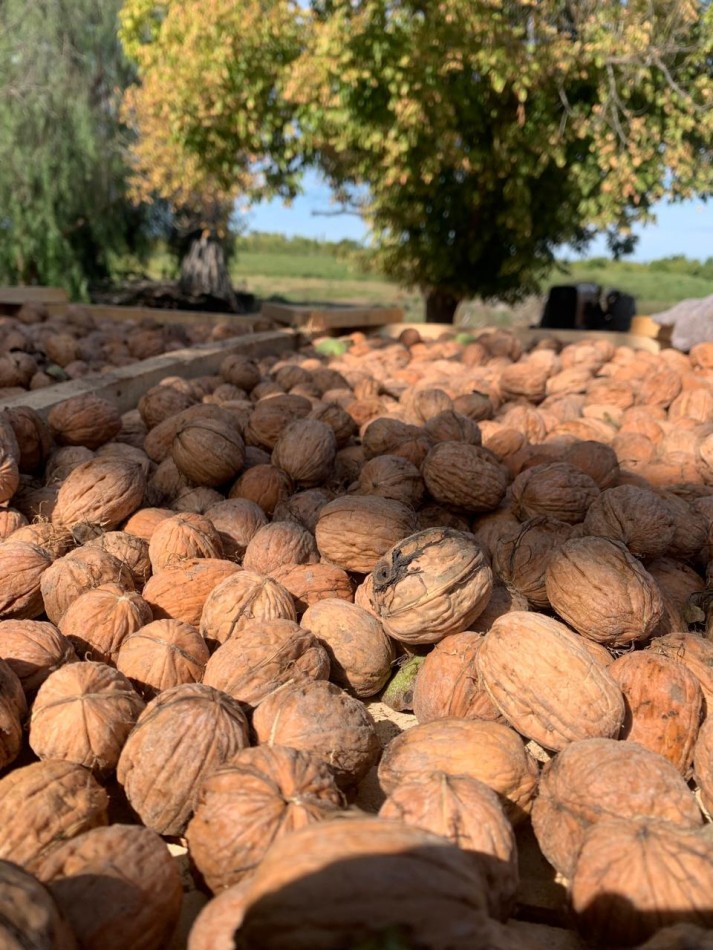 Inversion Agricola | Finca de 12 ha con Nogales Chandler en Produccion