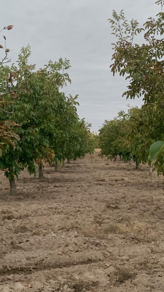 Inversion Agricola | Finca de 12 ha con Nogales Chandler en Produccion