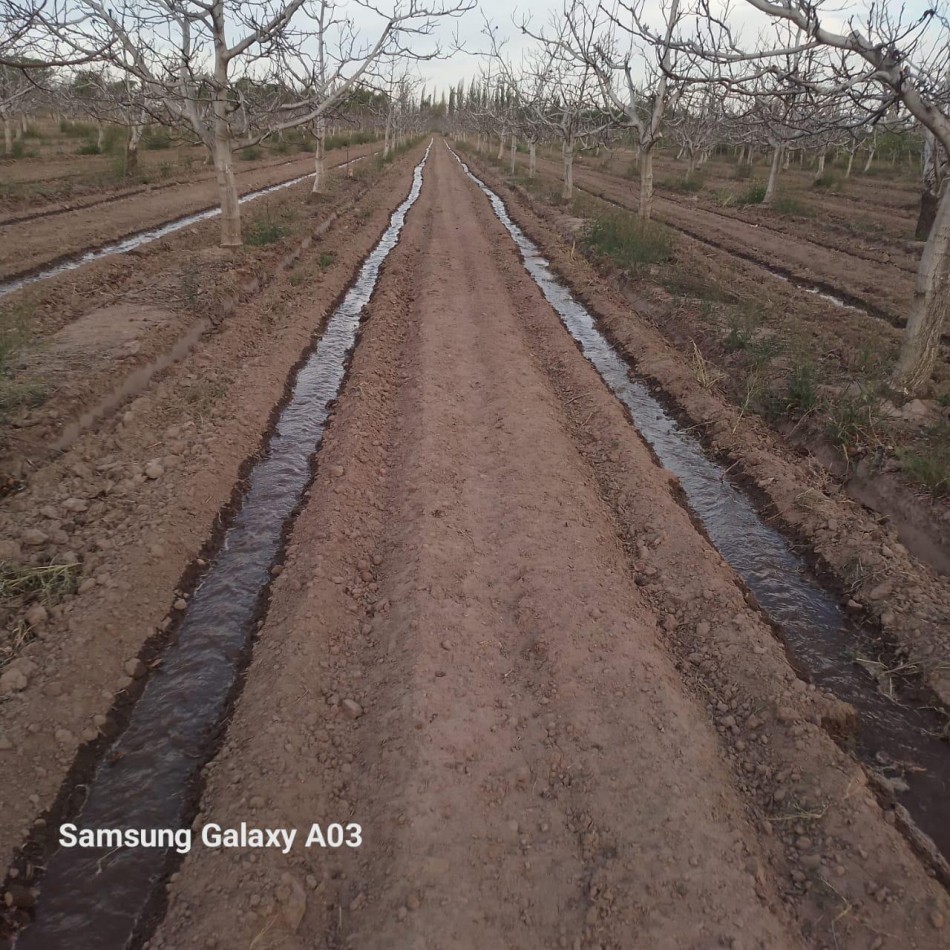Inversion Agricola | Finca de 12 ha con Nogales Chandler en Produccion