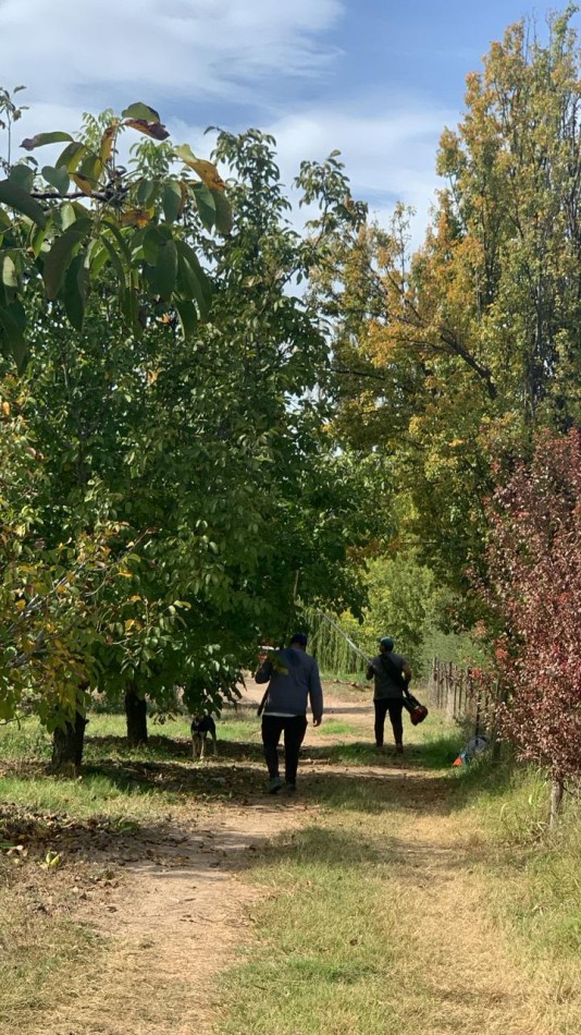 Inversion Agricola | Finca de 12 ha con Nogales Chandler en Produccion