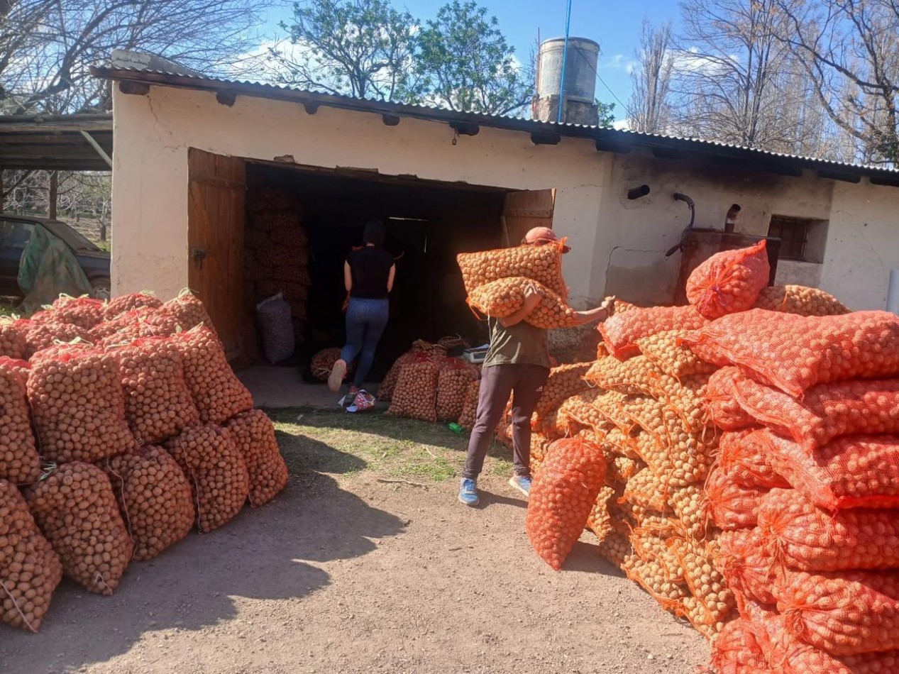 Inversion Agricola | Finca de 12 ha con Nogales Chandler en Produccion