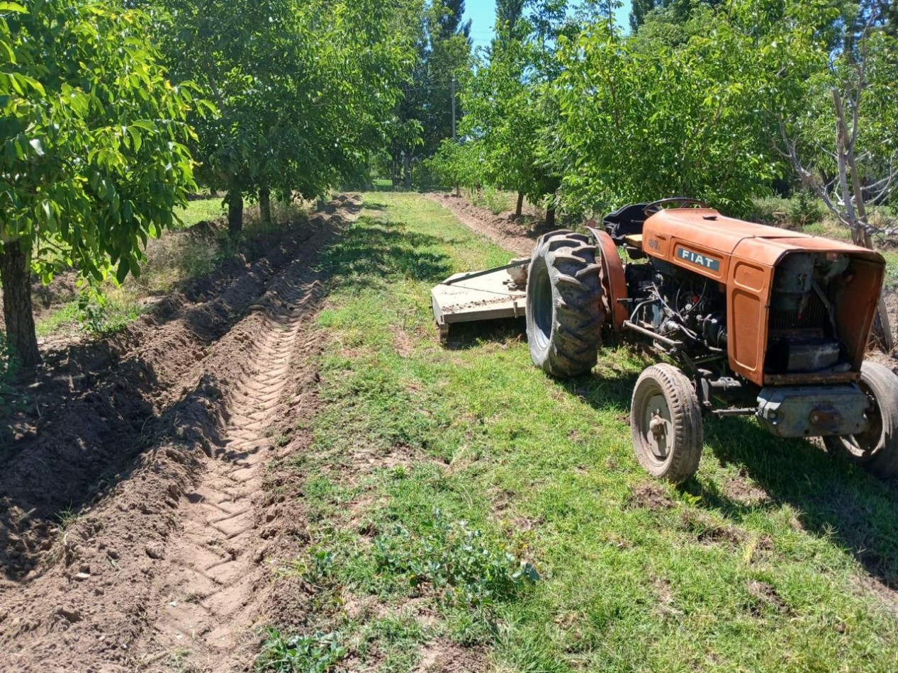 Inversion Agricola | Finca de 12 ha con Nogales Chandler en Produccion