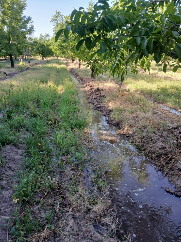 Inversion Agricola | Finca de 12 ha con Nogales Chandler en Produccion