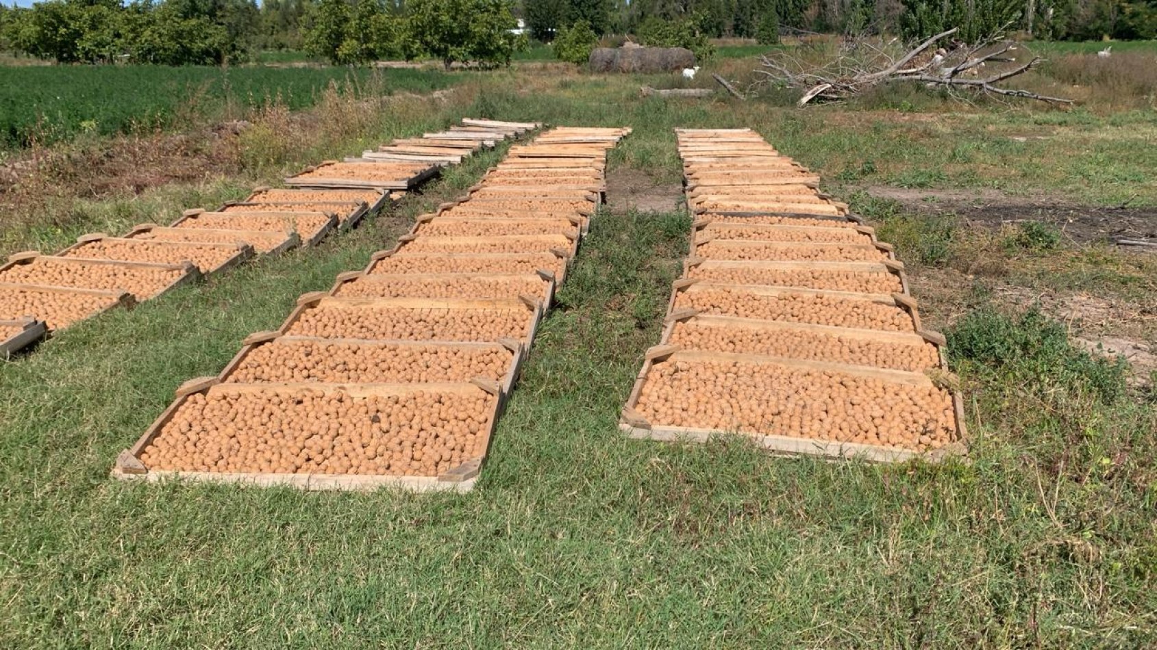 Inversion Agricola | Finca de 12 ha con Nogales Chandler en Produccion
