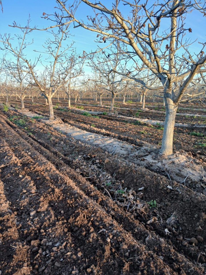 Inversion Agricola | Finca de 12 ha con Nogales Chandler en Produccion