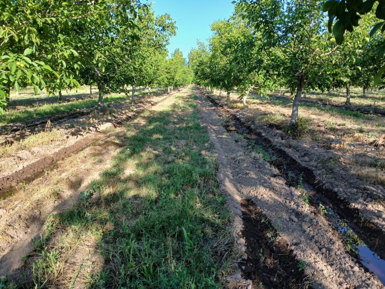 Inversion Agricola | Finca de 12 ha con Nogales Chandler en Produccion