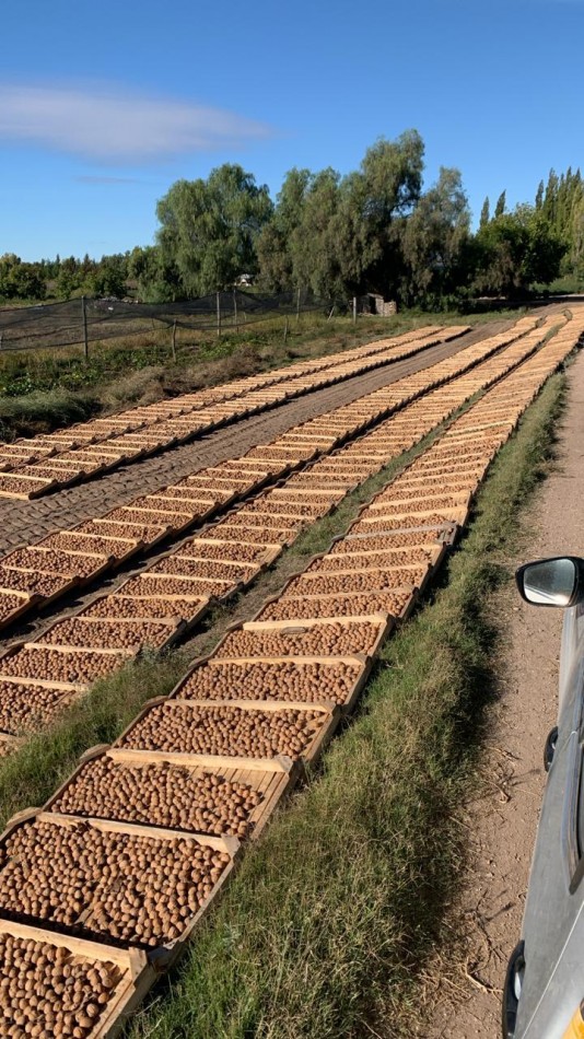 Inversion Agricola | Finca de 12 ha con Nogales Chandler en Produccion