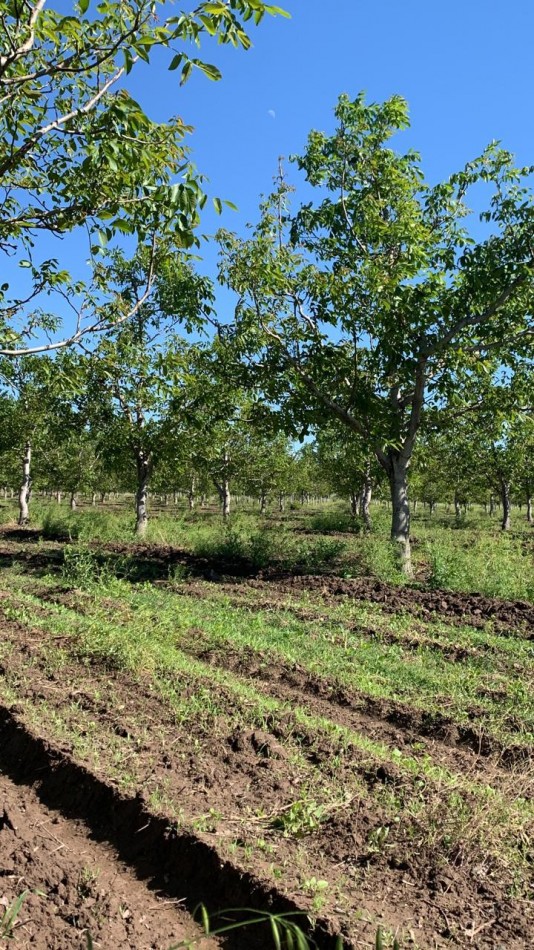 Inversion Agricola | Finca de 12 ha con Nogales Chandler en Produccion