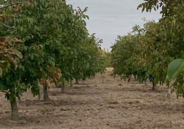 Inversion Agricola | Finca de 12 ha con Nogales Chandler en Produccion